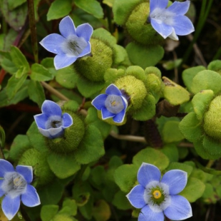 Cyananthus inflatus